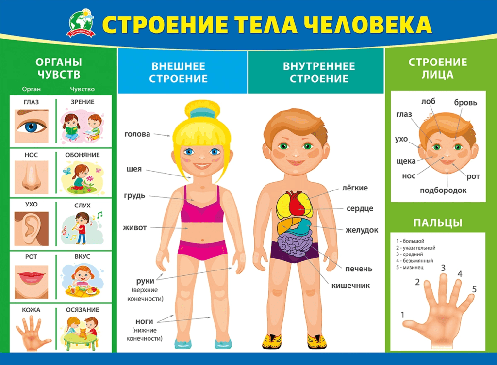 Презентация части тела